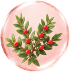 Butcher’s Broom