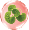 Centella