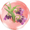 Allantoin